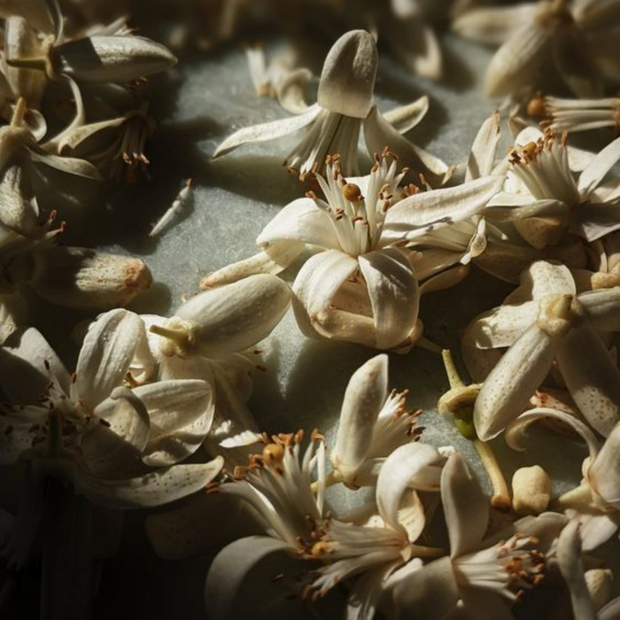Black Vanilla Musk Fragrance | Artisan Scents by Wicked Good