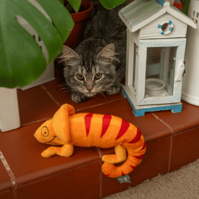 Brown tabby cat on a terracotta tiled step with an orange plush Chameleon cat toy with red stripe and eye and smile stitch details next to a white lantern in a beach hut style.