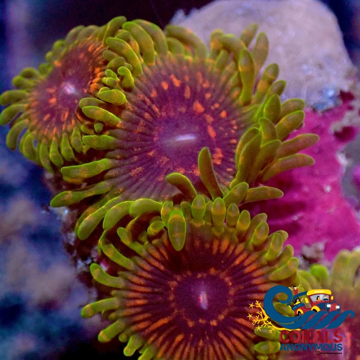 Predator Zoa Zoa