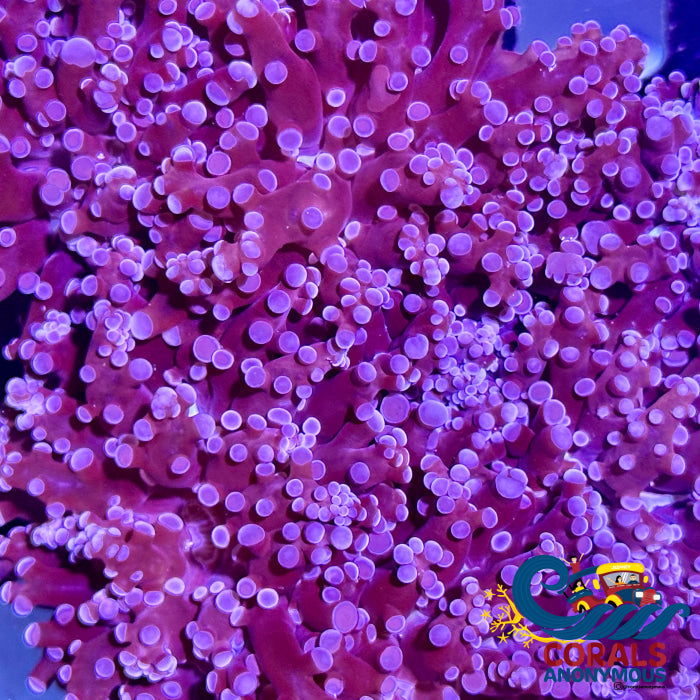 Purple Frogspawn Frogspawn