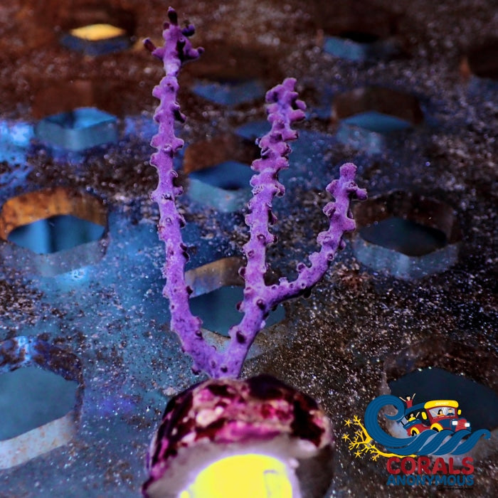 Purple Knobby Gorgonian (2-3) Gorgonian