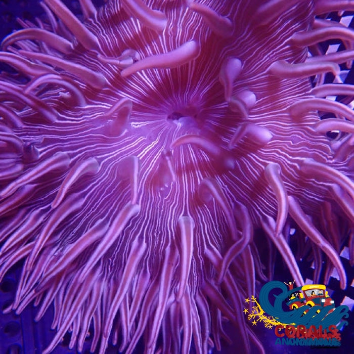 Purple Peppermint Long Tentacle Anemone Longtentacleanemone