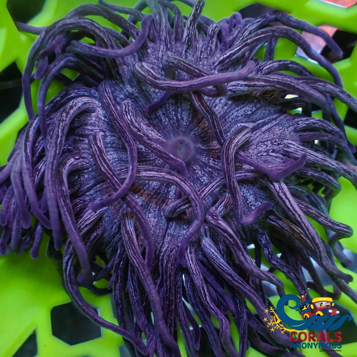 Purple Shatter Star Long Tentacle Anemone (5-7) (Ae 2) Longtentacleanemone
