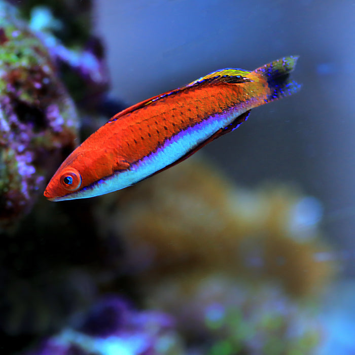 Redfin Wrasse (Cirrhilabrus rubripinnis) - Corals Anonymous