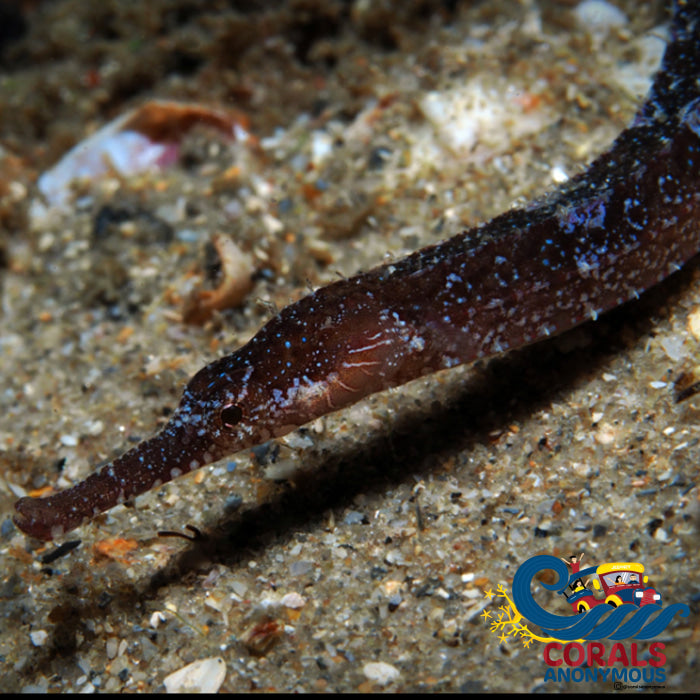 Kurt 10/18 Shortfin Pipefish (8-10) (Cosmocampus Elucens) Fish