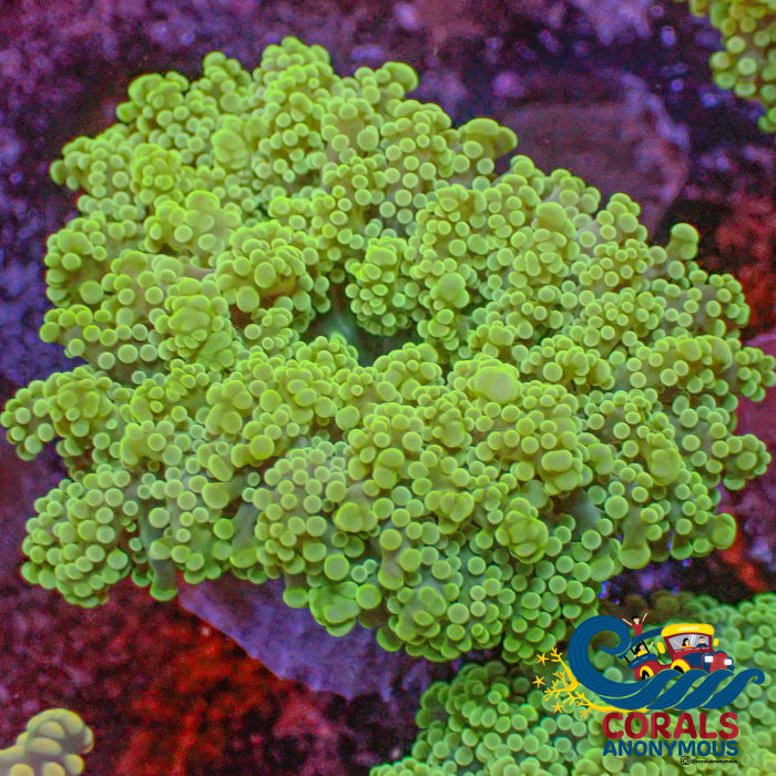 Solomon Islands Branching Neon Green Octospawn Octospawn