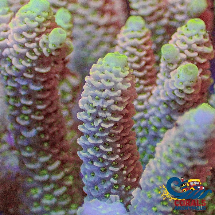 Solomon Islands Sunrise Sorbet Acropora (1 Frag) Acropora