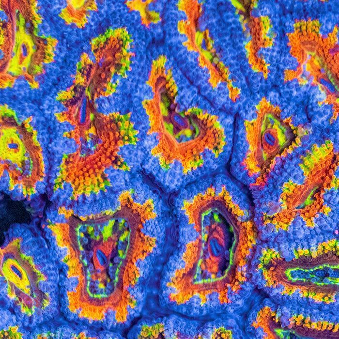 Ultra Rainbow Fruit Loop Acans (2-3 polyps) - Corals Anonymous