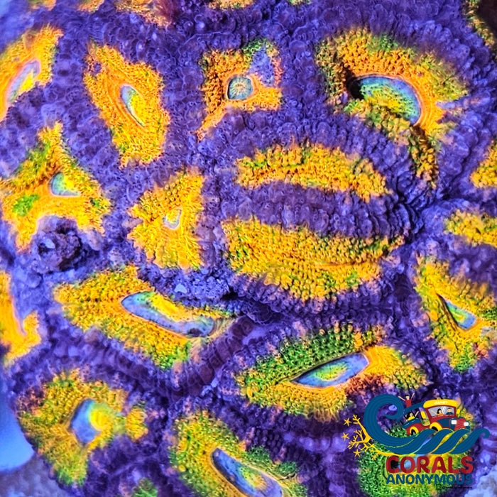 Ultra Rainbow Pink Sunrise Acan (2-3 Polyps) Acans