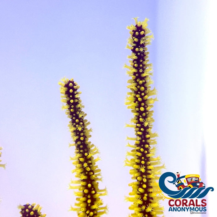 Yellow Polyp Red Gorgonian Gorgonian