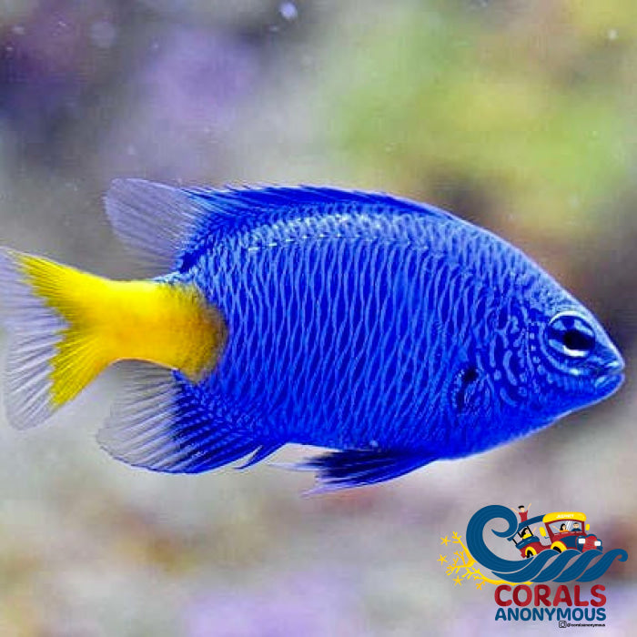 Yellow-Tail Blue Damselfish (Chrysiptera Parasema) Fish