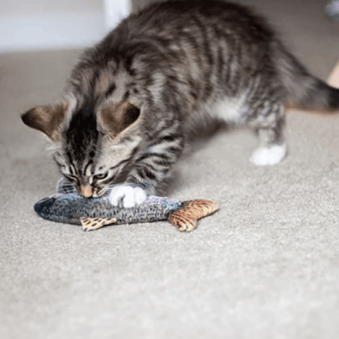 Tabby and white kitten playing with realistic trout fish cat toy pictured on a carpet.
