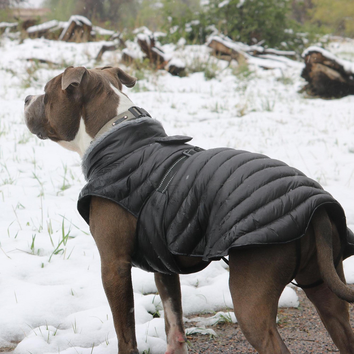 ALPINE-EXTREME-DOG-PUFFY-WINTER-COAT-BLACK