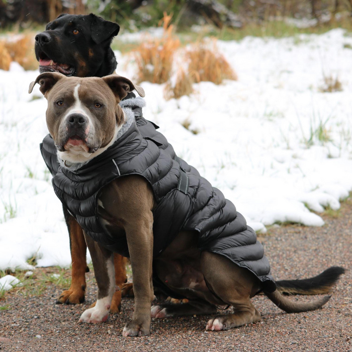 ALPINE-EXTREME-DOG-PUFFY-WINTER-COAT-BURGUNDY