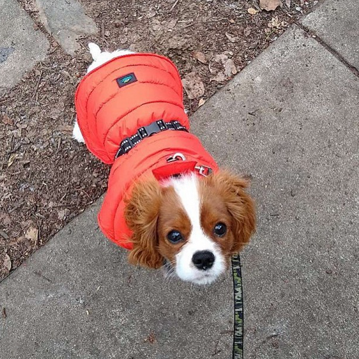 ALPINE-EXTREME-WEATHER-DOG-COAT-ORANGE