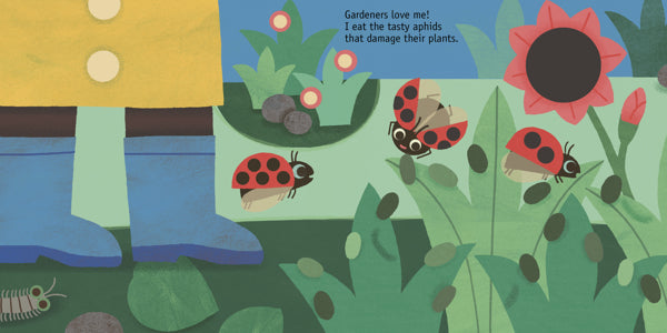Bird Board Book