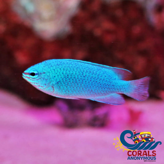 Blue Damselfish (Chrysiptera Cyanea) Fish
