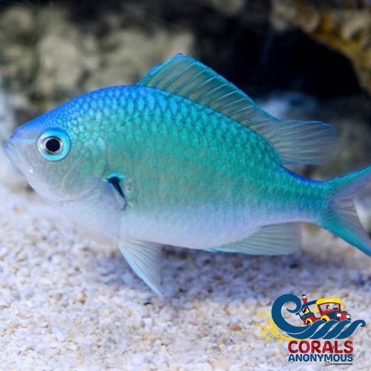 Green Reef Chromis (Chromis Viridis) Fish