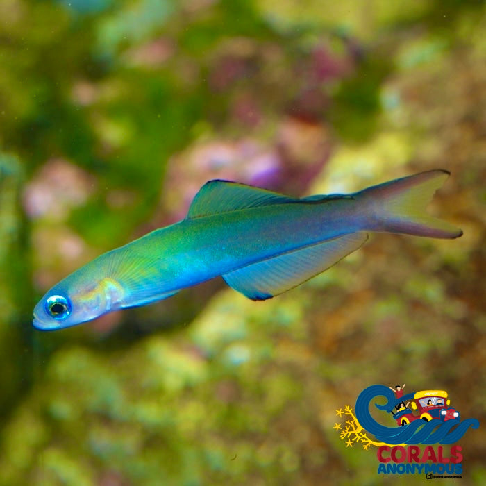 Blue Gudgeon Dartfish (Ptereleotris Heteroptera) Fish