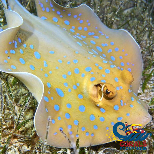 Blue Spotted Ribbontail Stingray (Taeniura Lymma) Fish