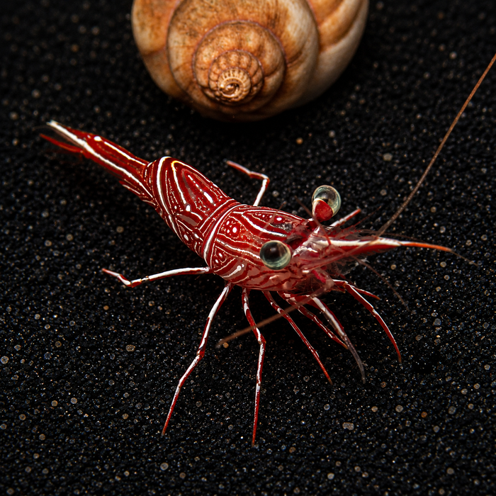 Candy Cane Shrimp