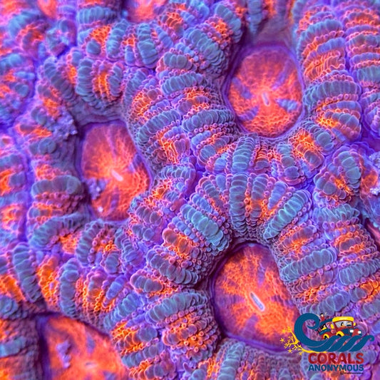 Carnival Inferno Acans (2-3 Polyps) Acans