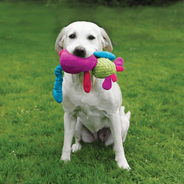 Yellow Labrador dog with lush cartoon multi-coloured cow dog toy, patches of blue, green, purple and pink all over. Pictured on a white background.