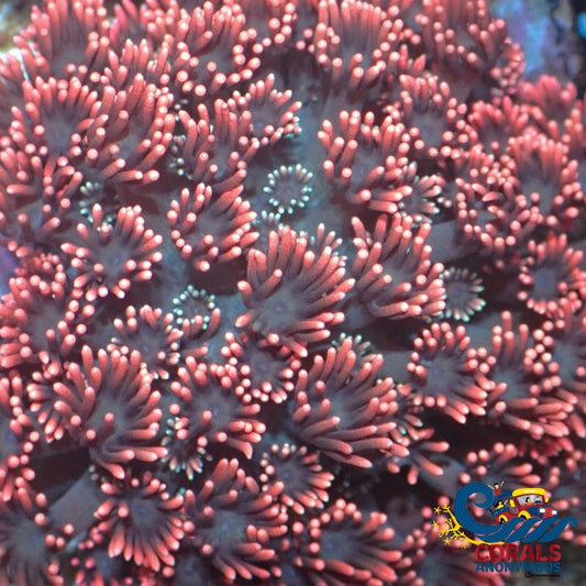 Cinder Goniopora 0.5-1 Frag