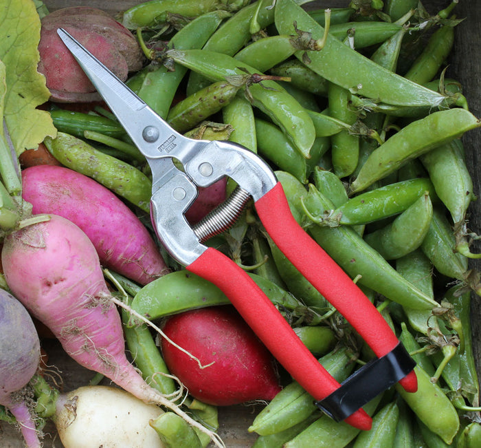 Red-handled garden shears on a bed of green peas and radishes.