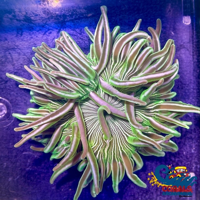 Emerald Peppermint Long Tentacle Anemone 2