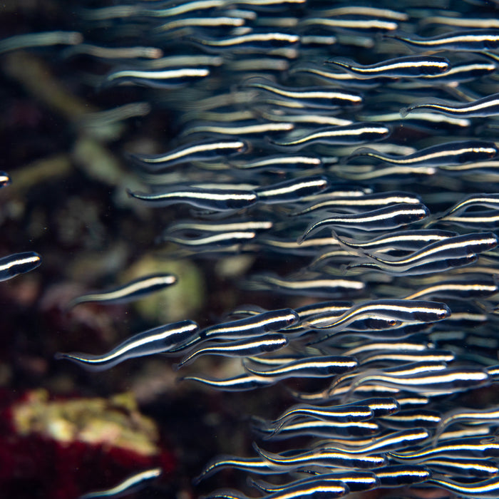 Engineer Goby - Corals Anonymous