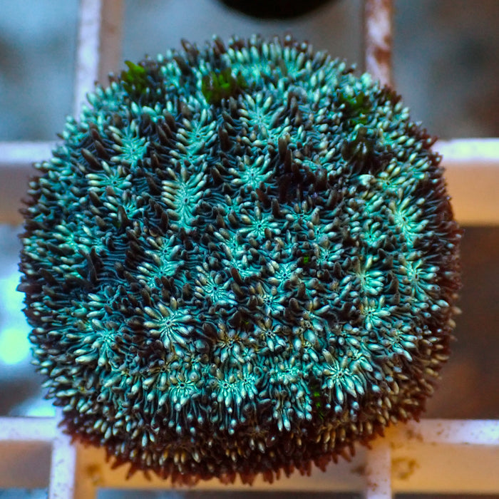 Frankenstein Leptoseris (0.5-1” Frag)
