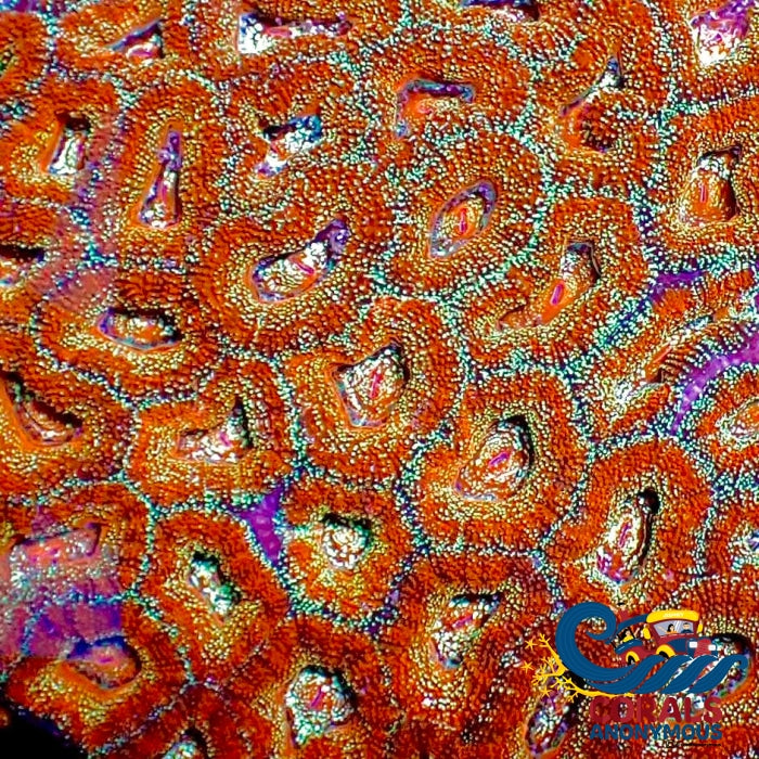 Glitter Bomb Acans (2-3 Polyps) (Ua 1)