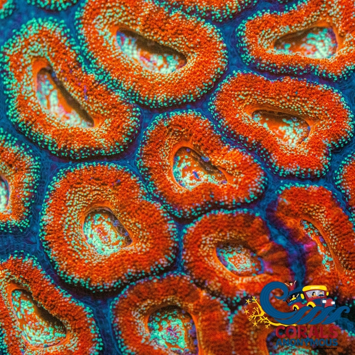 Glitter Bomb Acans (2-3 Polyps) (Ua 1)
