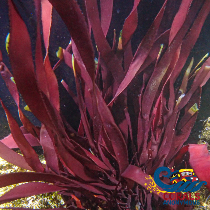 Goliath Red Macroalgae (5-8”, XL)
