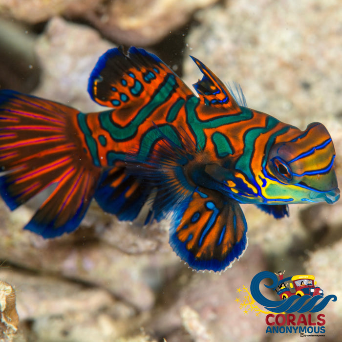 Green Mandarin Dragonet Goby Fish 2