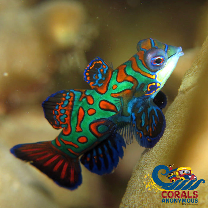 Green Mandarin Dragonet Goby Fish 4