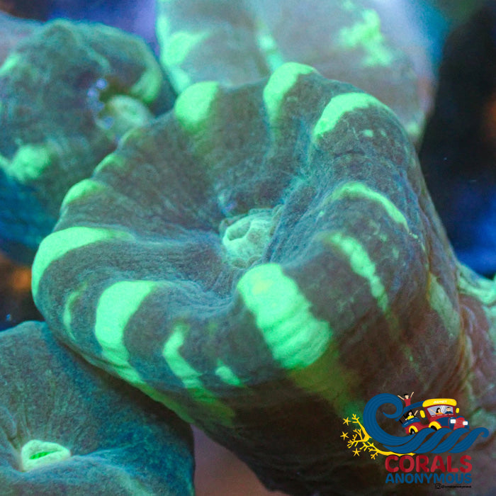 Green Peppermint Candy Cane