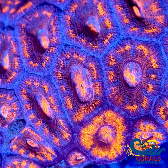 Inferno Acans (2-3 Polyps) Acans