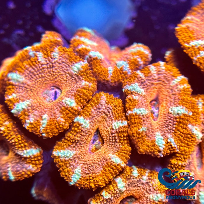 Just Peachy Acans (2-3 Polyps) Acans