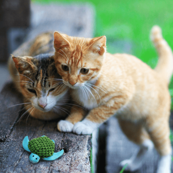 Two cats, one ginger tabby and one tortoiseshell tabby pictured with blue turtle cat toy with a green waffle fabric shell, pictured outside on wooden steps with grass in the background.
