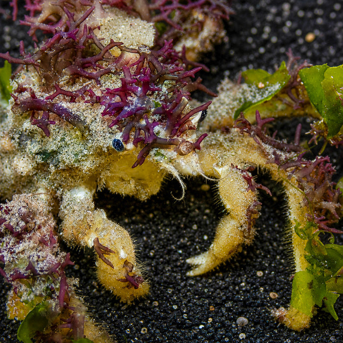 Spider Decorator Crab - Corals Anonymous