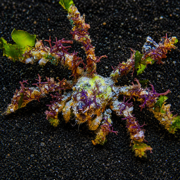 Spider Decorator Crab - Corals Anonymous