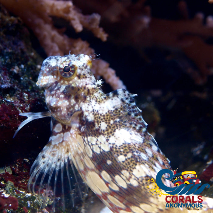 Lawnmower Algae Blenny (Salarius Fasciatus)(T2) Fish