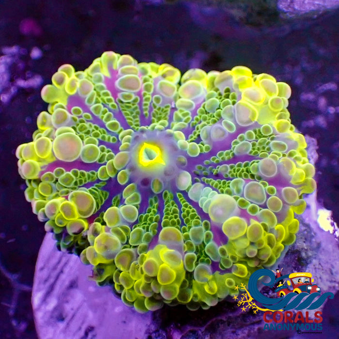 Lemon Lime Highlighter Yuma Mushroom