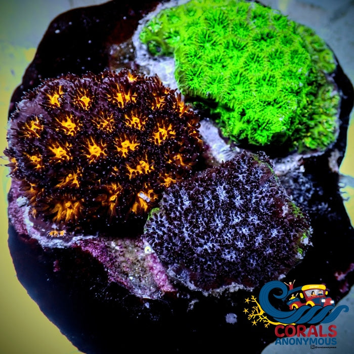 Leptastrea Rainbow Combo Colony Leptastrea