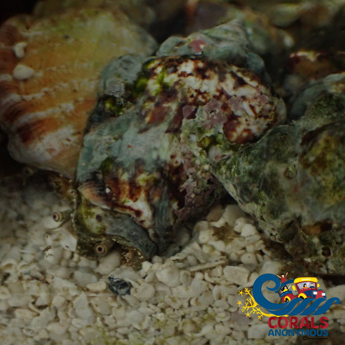 Little Pitcher Conch (Strombus Urceus)