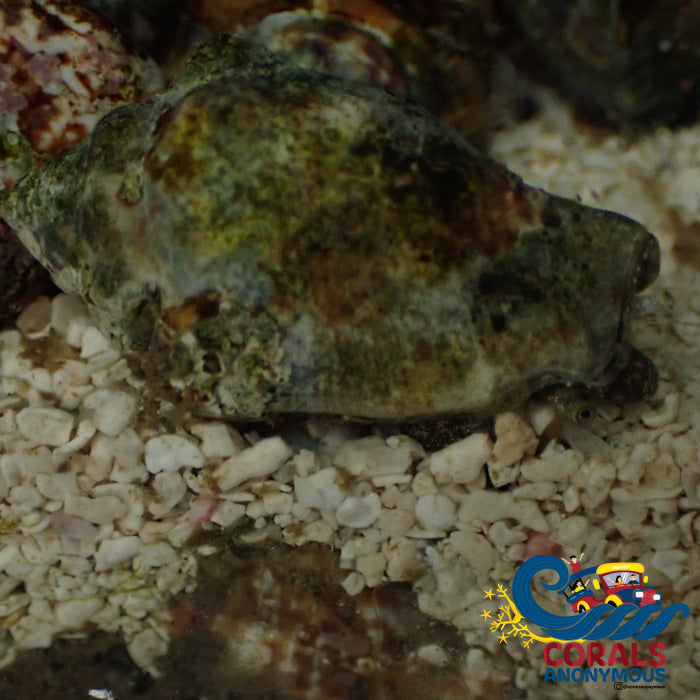 Little Pitcher Conch (Strombus Urceus)