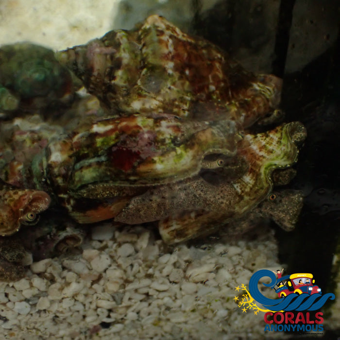 Little Pitcher Conch (Strombus Urceus)