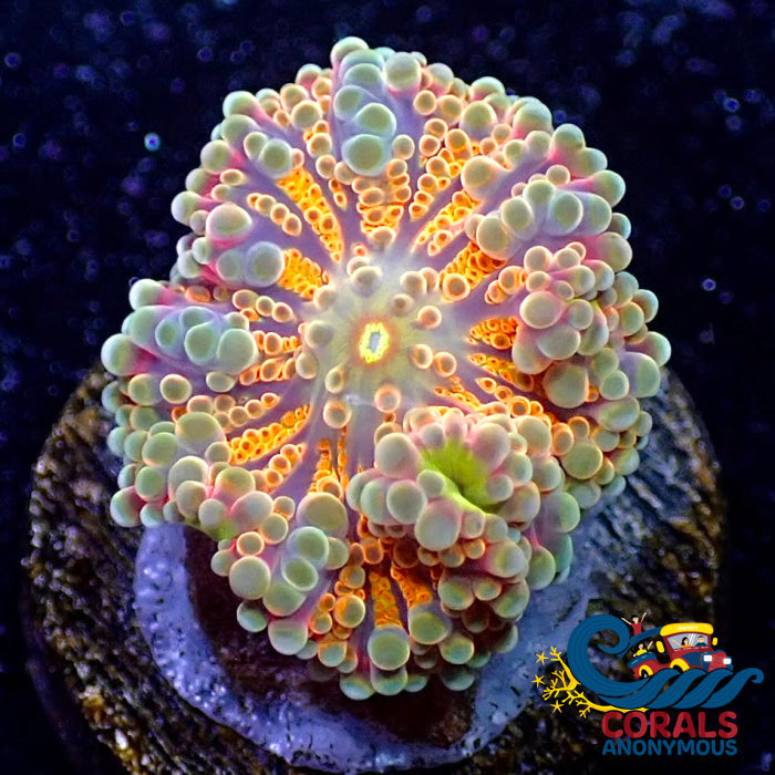 Mandarin Rainbow Yuma Mushroom